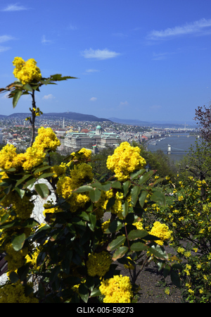 Tavaszi virágzás a Gellért-hegyen-stock-foto