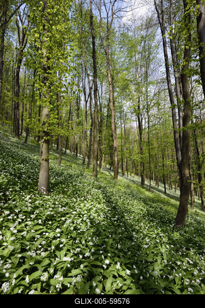 Bakonybél-stock-foto