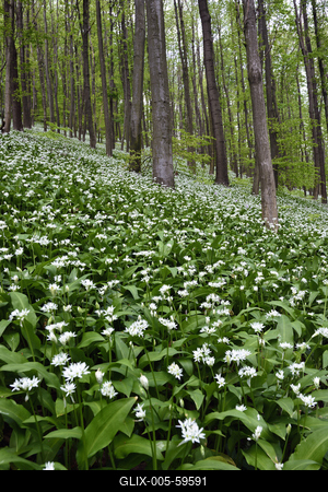 Bakonybél-stock-foto