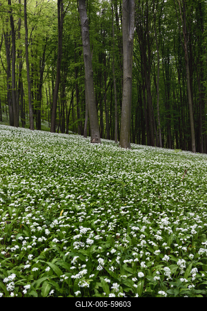 Bakonybél-stock-foto