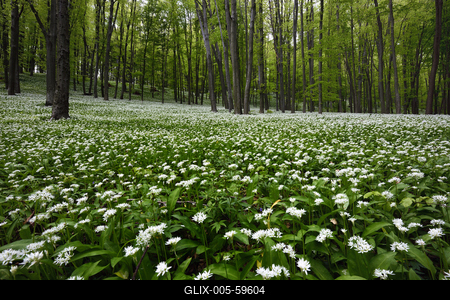 Bakonybél-stock-foto