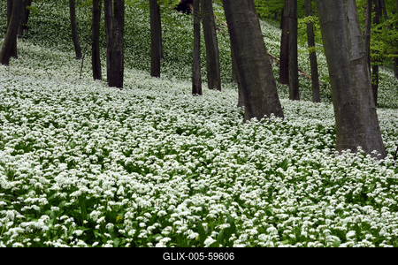 Bakonybél-stock-foto