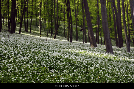 Bakonybél-stock-foto