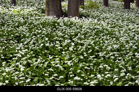 Bakonybél-stock-foto