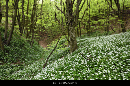 Bakonybél-stock-foto