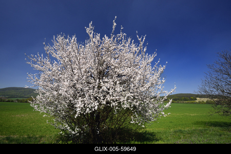 Bakonybél-stock-foto