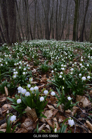 Bakonybél-stock-foto