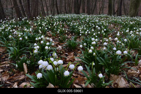 Bakonybél-stock-foto