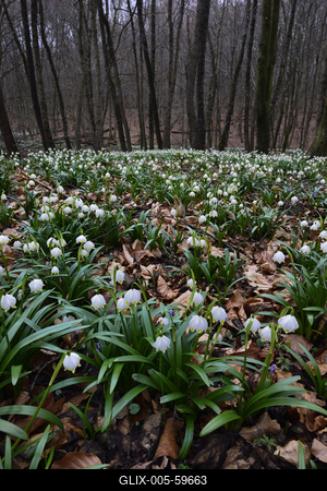Bakonybél-stock-foto