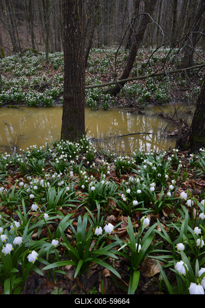 Bakonybél-stock-foto