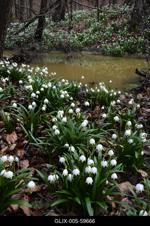 Bakonybél-stock-foto