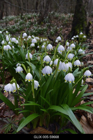 Bakonybél-stock-foto