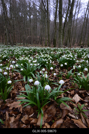 Bakonybél-stock-foto