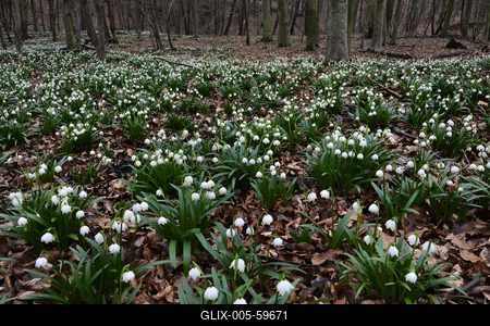 Bakonybél-stock-foto