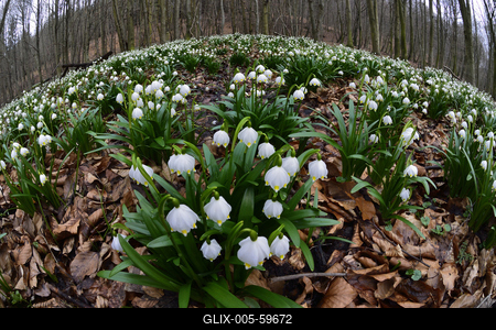 Bakonybél-stock-foto