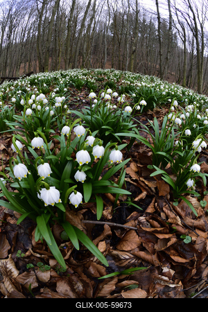 Bakonybél-stock-foto