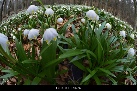 Bakonybél-stock-foto