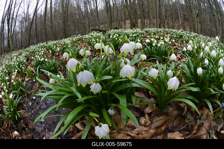 Bakonybél-stock-foto