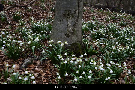 Bakonybél-stock-foto