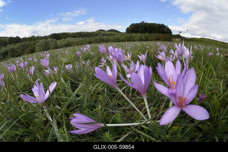 Virágzik az őszi kikerics (Colchicum autumnale) a Börzsönyben.-stock-foto