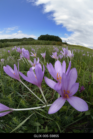 Virágzik az őszi kikerics (Colchicum autumnale) a Börzsönyben.-stock-foto