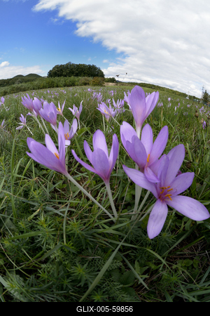 Virágzik az őszi kikerics (Colchicum autumnale) a Börzsönyben.-stock-foto