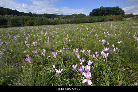Virágzik az őszi kikerics (Colchicum autumnale) a Börzsönyben.-stock-foto
