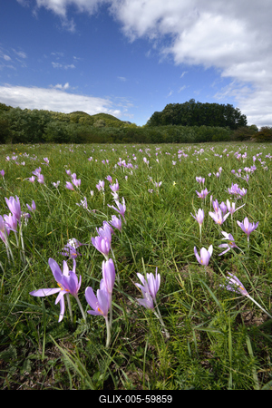 Virágzik az őszi kikerics (Colchicum autumnale) a Börzsönyben.-stock-foto