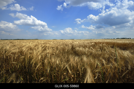 Búzatábla aratás előtt.-stock-foto