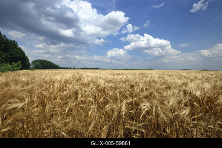 Búzatábla aratás előtt.-stock-foto