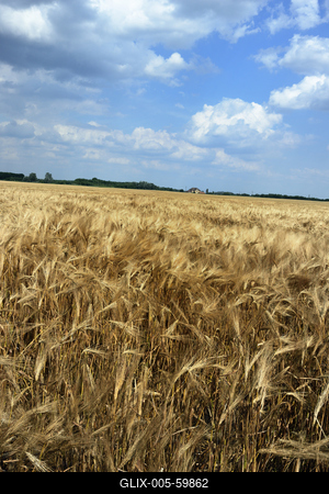 Búzatábla aratás előtt.-stock-foto