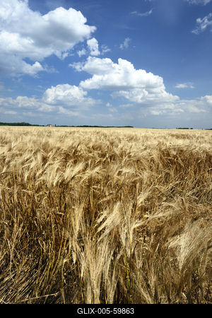 Búzatábla aratás előtt.-stock-foto