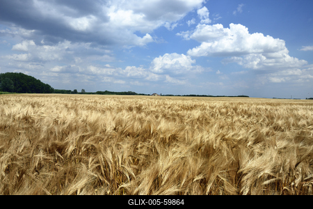 Búzatábla aratás előtt.-stock-foto