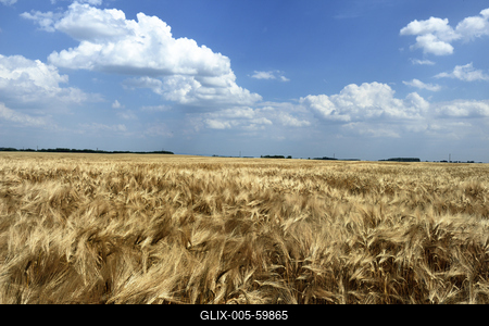 Búzatábla aratás előtt.-stock-foto