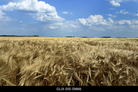 Búzatábla aratás előtt.-stock-foto