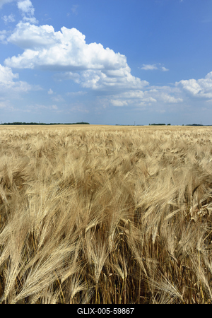 Búzatábla aratás előtt.-stock-foto