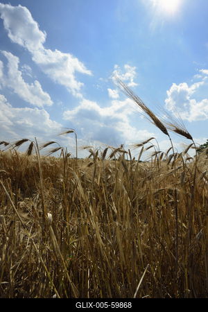 Búzatábla aratás előtt.-stock-foto