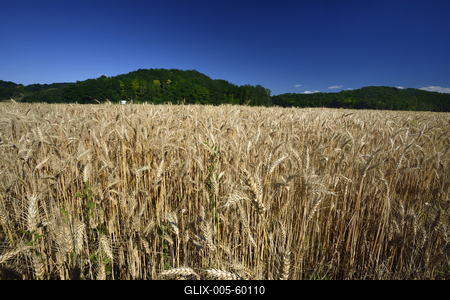 Búzatábla aratás előtt.-stock-foto