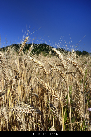 Búzatábla aratás előtt.-stock-foto