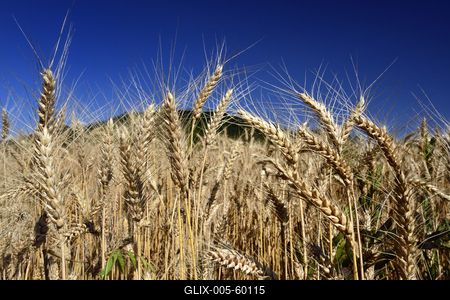 Búzatábla aratás előtt.-stock-foto