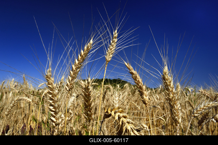 Búzatábla aratás előtt.-stock-foto