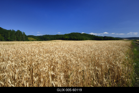 Búzatábla aratás előtt.-stock-foto