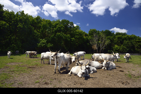 Bugac puszta-stock-foto