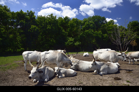 Bugac puszta-stock-foto