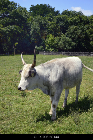 Bugac puszta-stock-foto