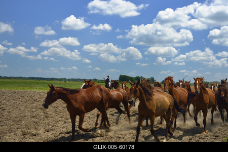 Bugac puszta-stock-foto