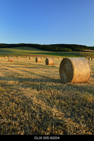 Learatott búzamező.-stock-foto