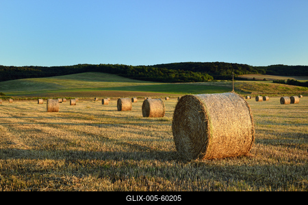 Learatott búzamező.-stock-foto