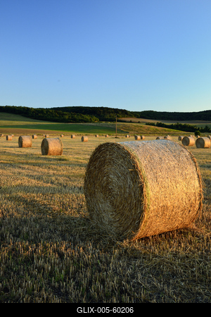 Learatott búzamező.-stock-foto