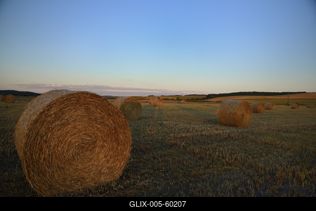 Learatott búzamező.-stock-foto